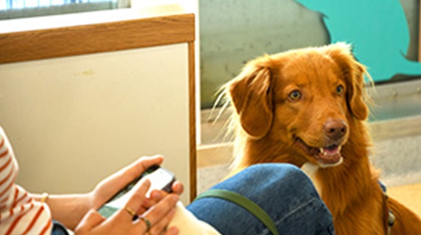 Onboard Pet Lounge