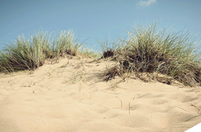 beaches.png
