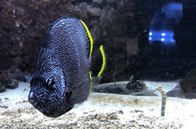 nausicaa.png