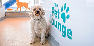 Pet Lounge